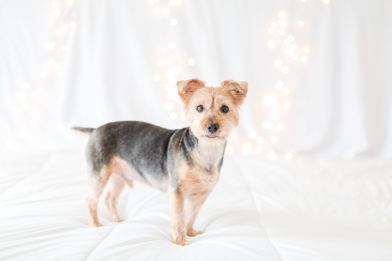 DIY Christmas Lights Photos